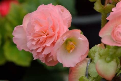 The history and folklore of Shadow Magic Begonia